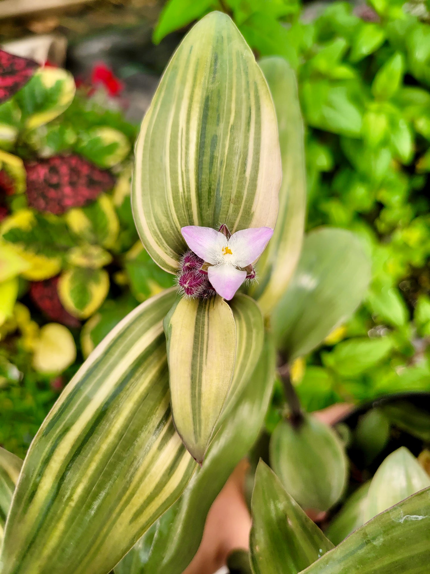 Tradescantia cerinthoides ‘Limelight’