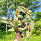 Tradescantia cerinthoides ‘Limelight’