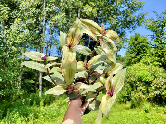 Tradescantia cerinthoides ‘Limelight’