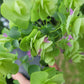 Origanum rotundifolium x scabrum ‘Kent Beauty’ (Ornamental Oregano)