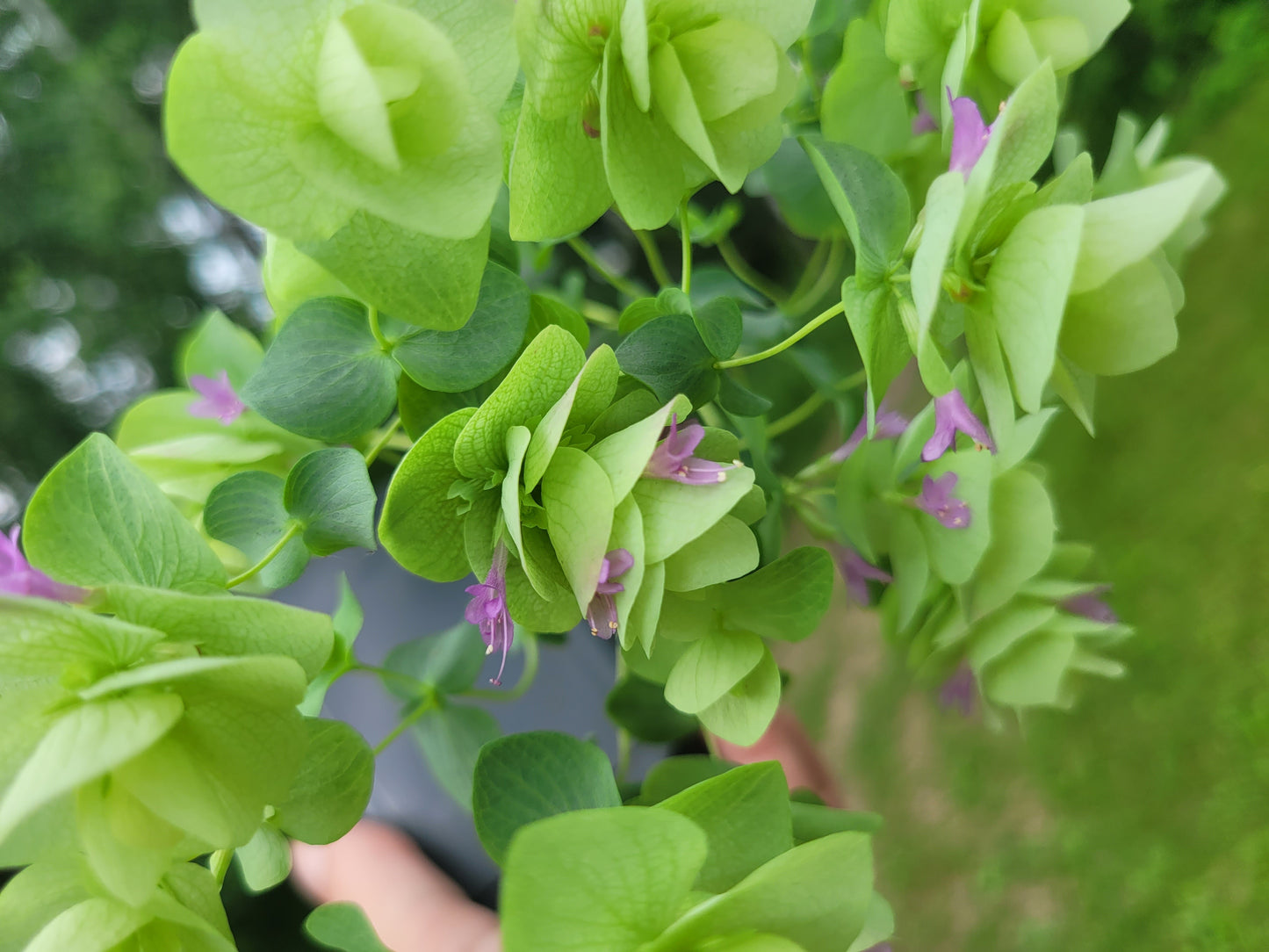 Origanum rotundifolium x scabrum ‘Kent Beauty’ (Ornamental Oregano)