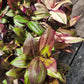 Tradescantia Zebrina Discolor-Multicolor