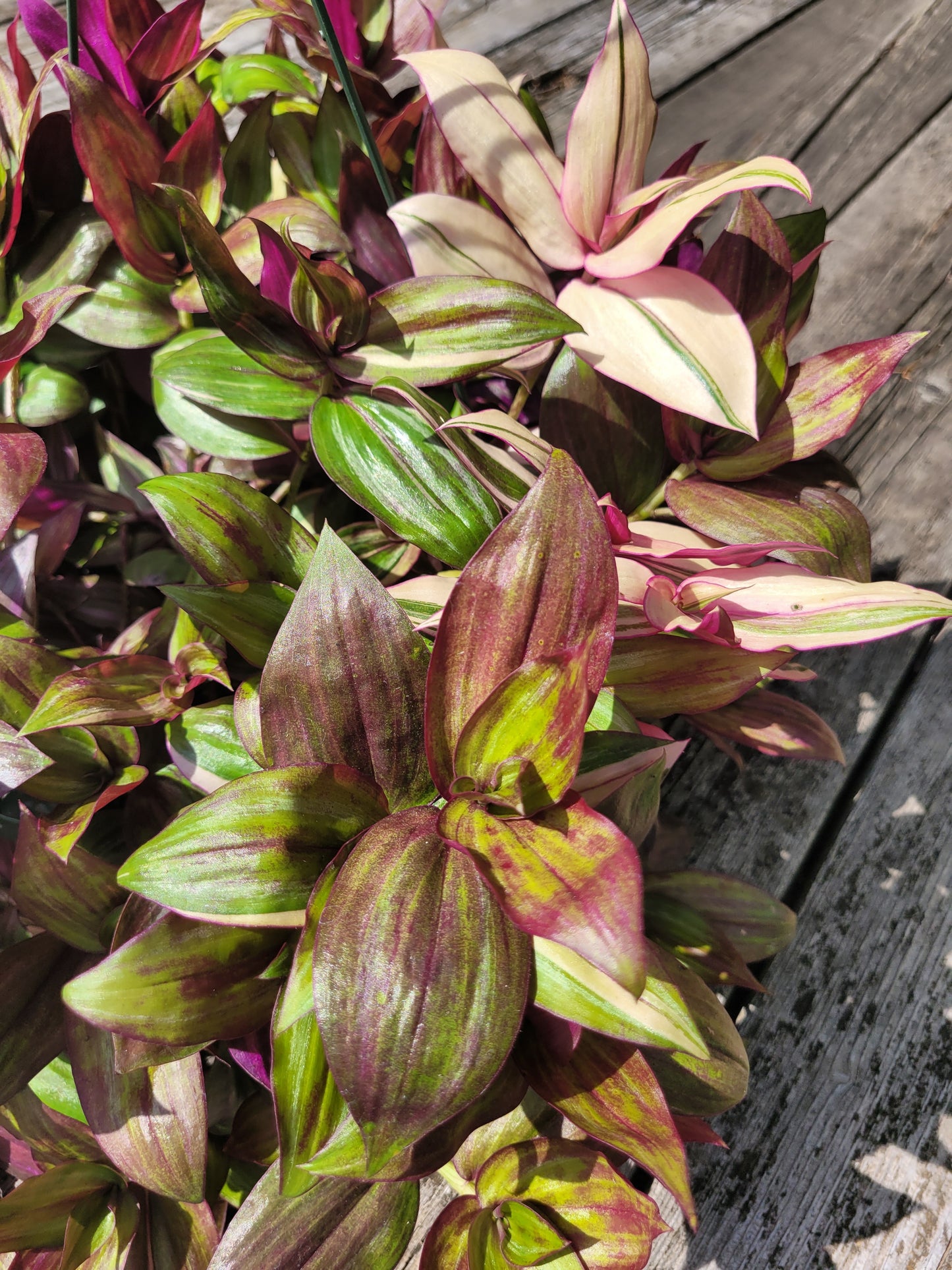 Tradescantia Zebrina Discolor-Multicolor