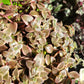 Crassula Pellucida Subsp. Marginalis ‘Rubra’ (“Calico Kittens”)