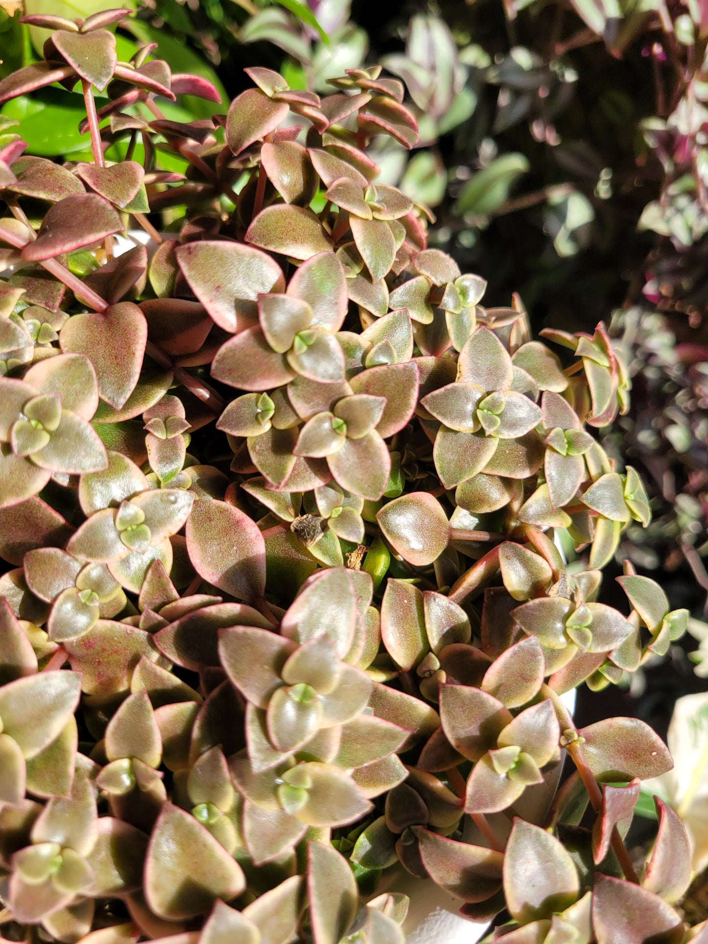 Crassula Pellucida Subsp. Marginalis ‘Rubra’ (“Calico Kittens”)