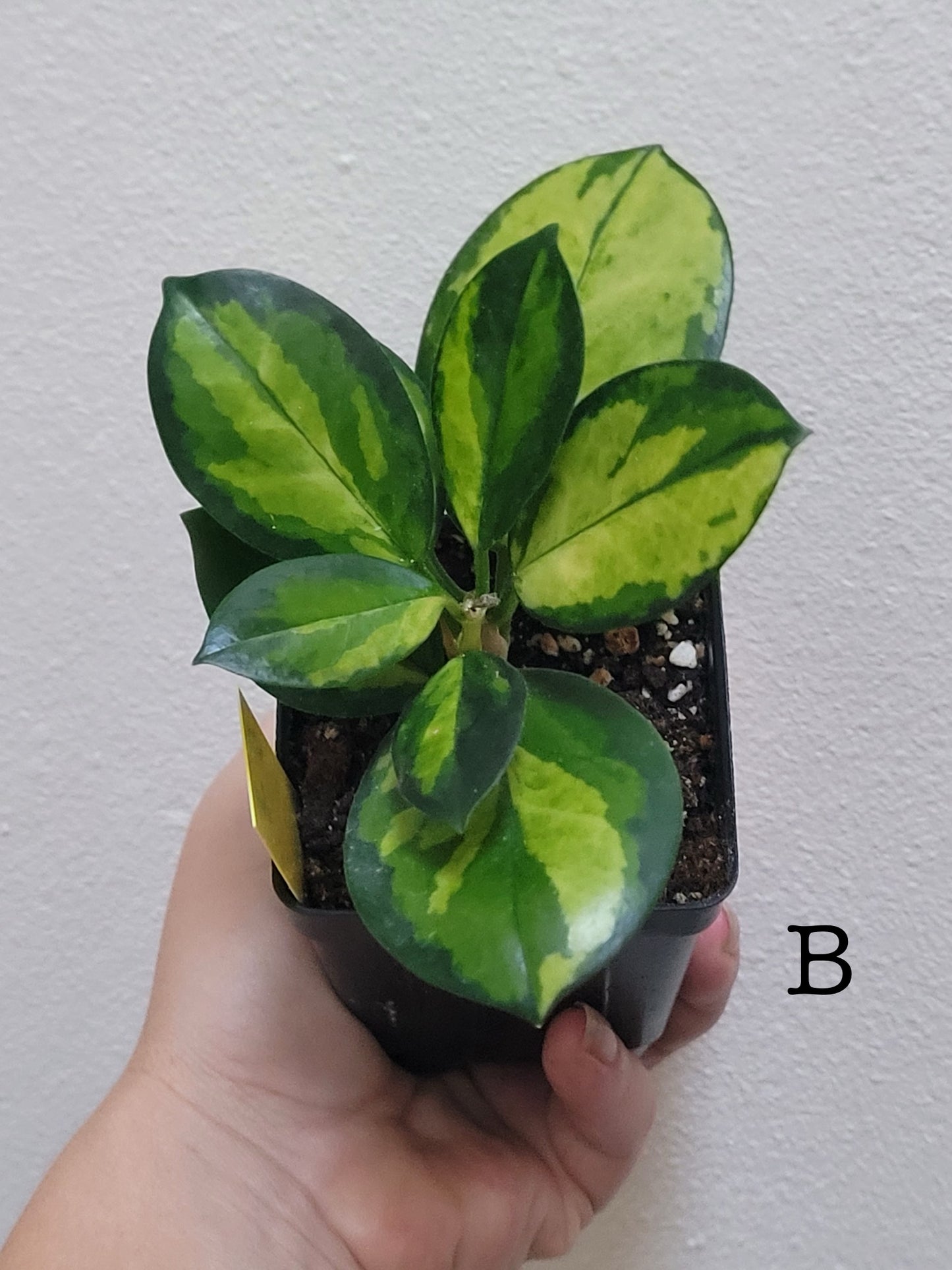 Hoya australis ‘Lisa’