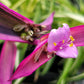 Tradescantia Pallida ‘Pink Stripe’