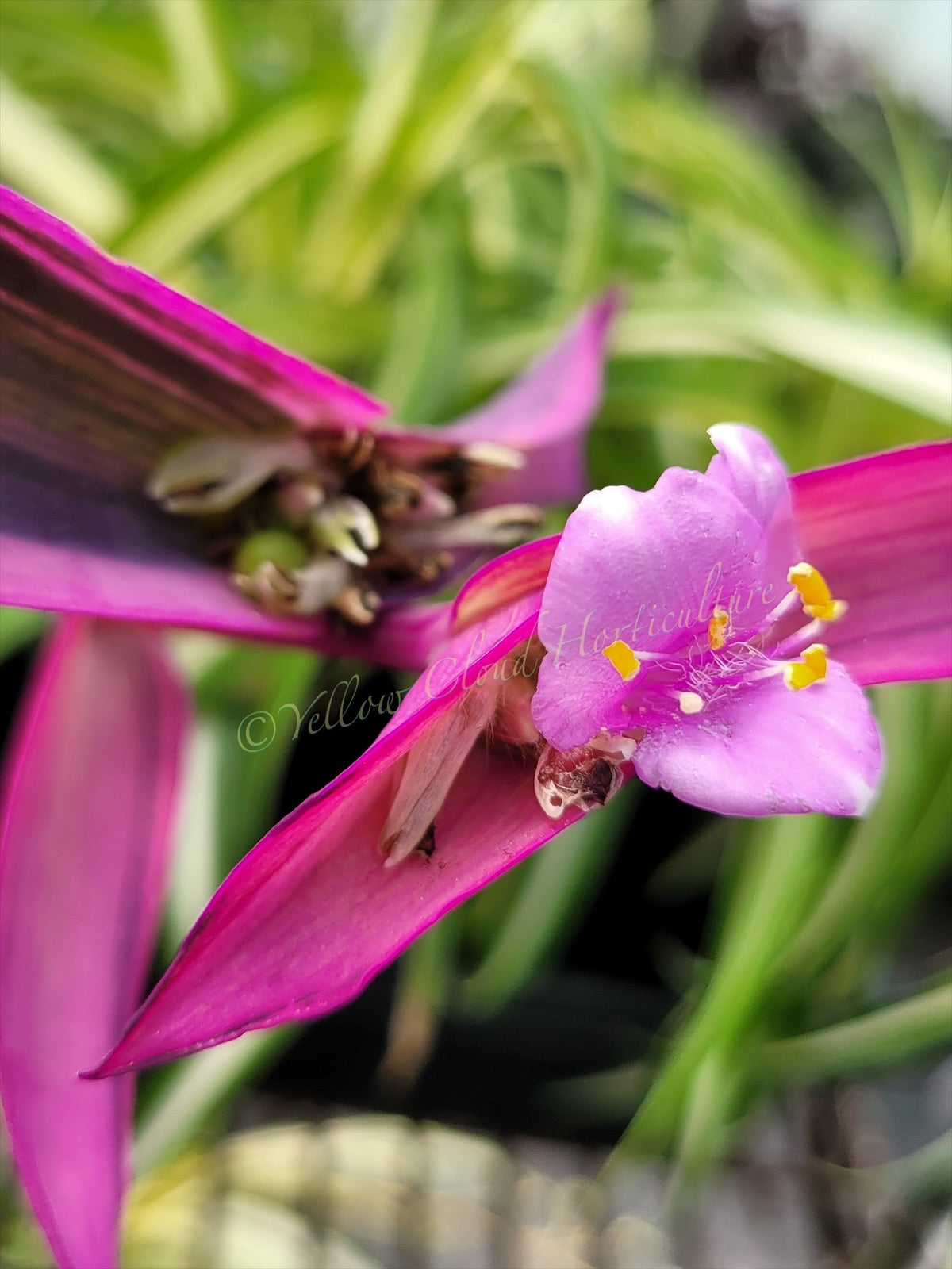 Tradescantia Pallida ‘Pink Stripe’