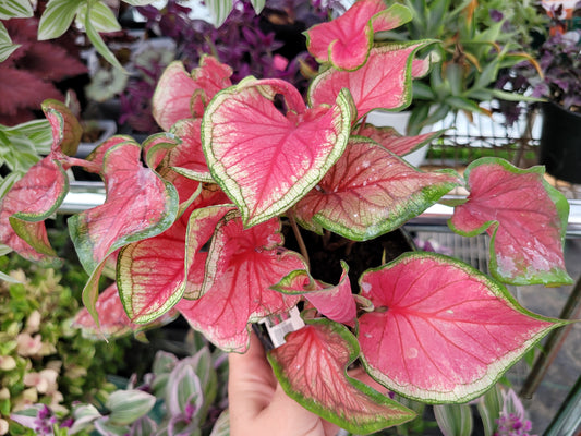 Caladium ‘Florida Sweetheart’