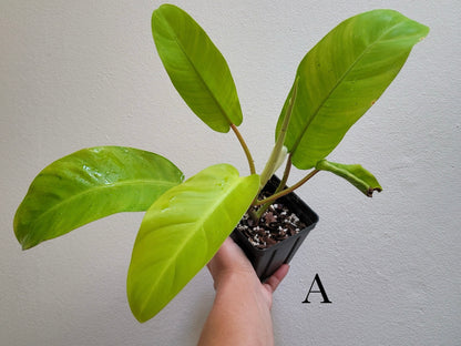 Philodendron X domesticum ‘Maylay Gold’