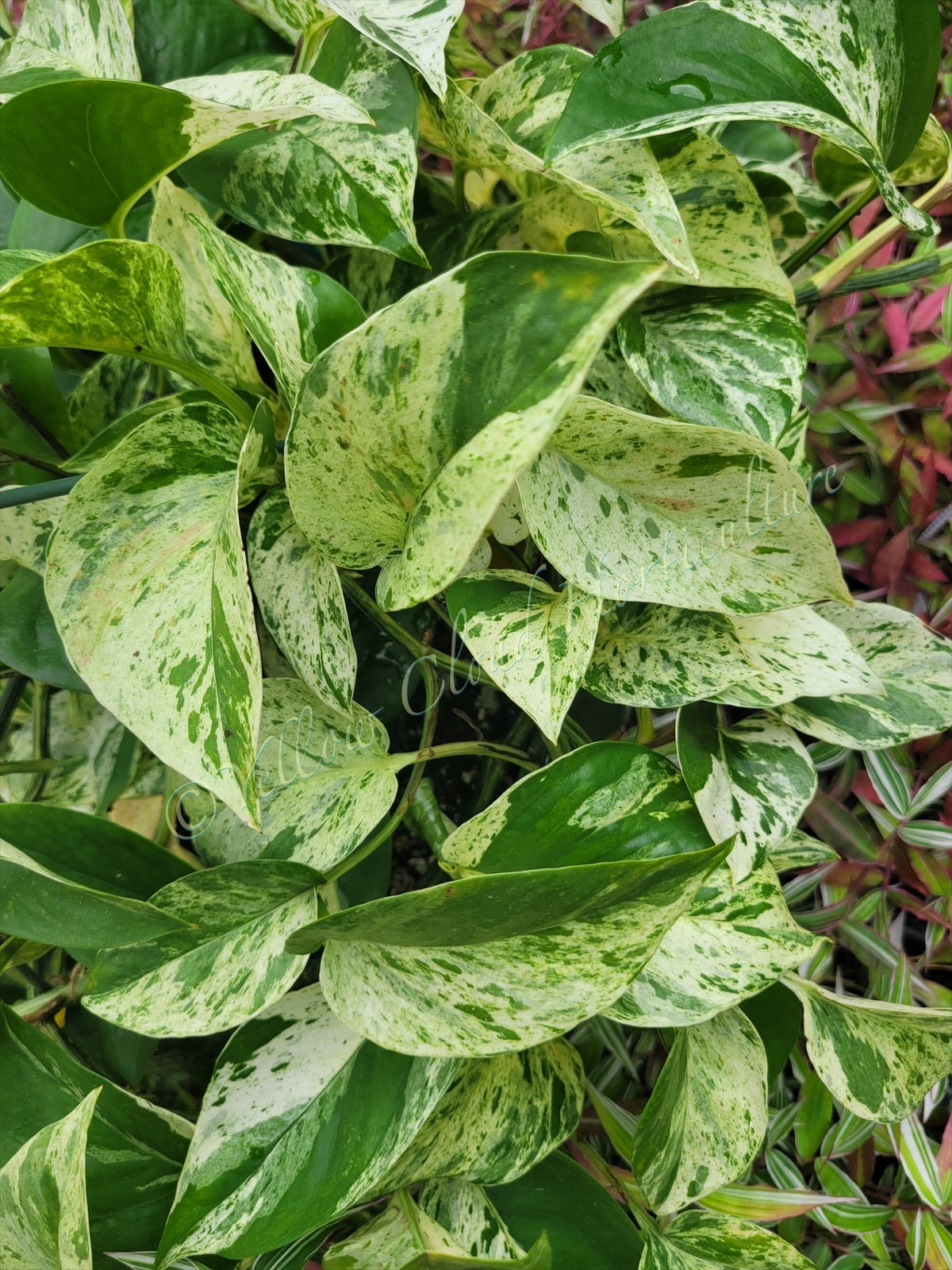 Epipremnum aureum ‘Marble Queen’ Pothos