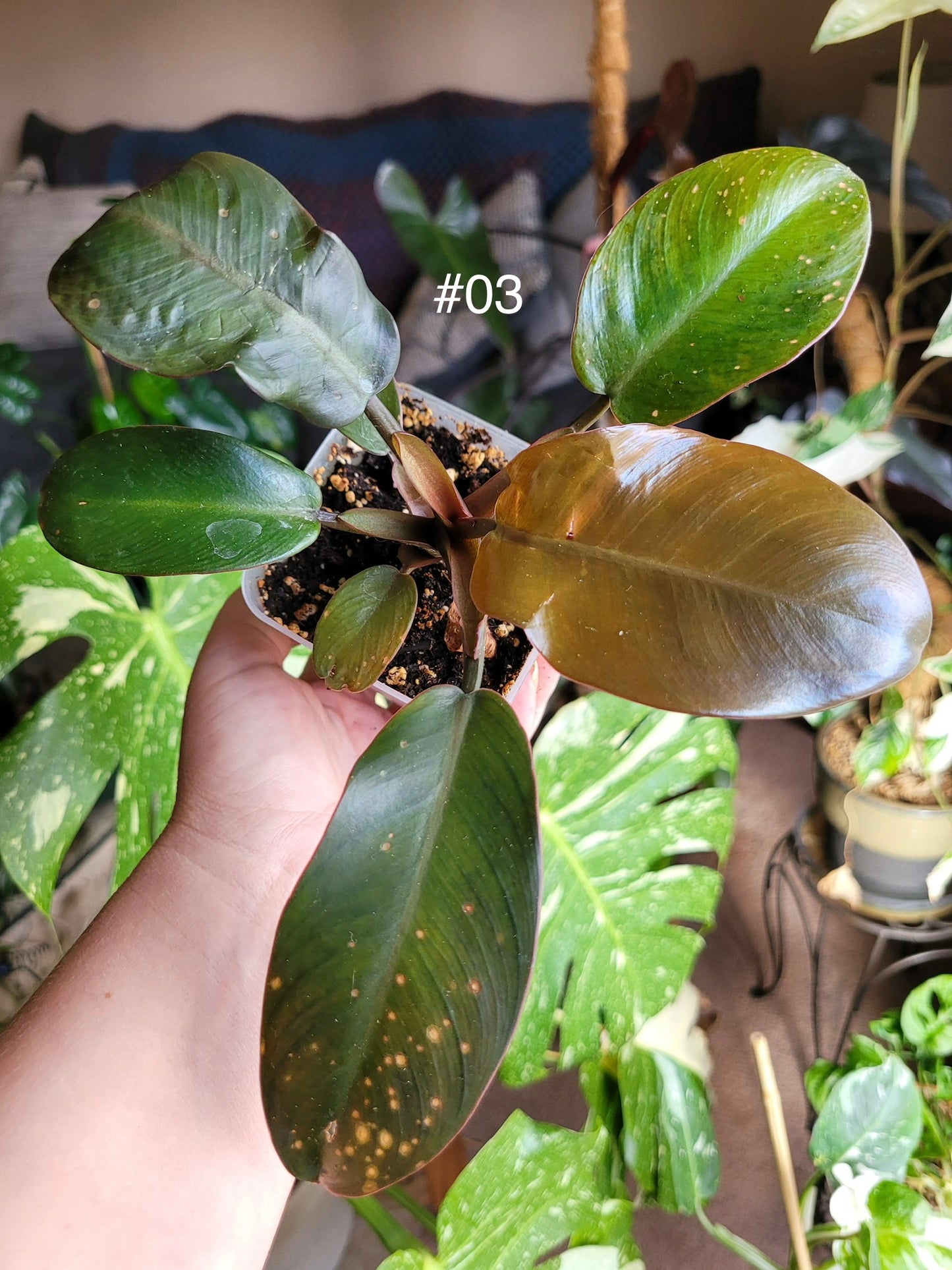 Philodendron ‘Black Cardinal’