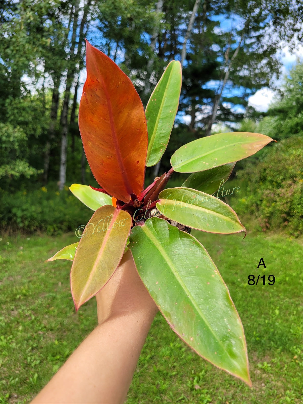 Philodendron Erubescens Prince of Orange