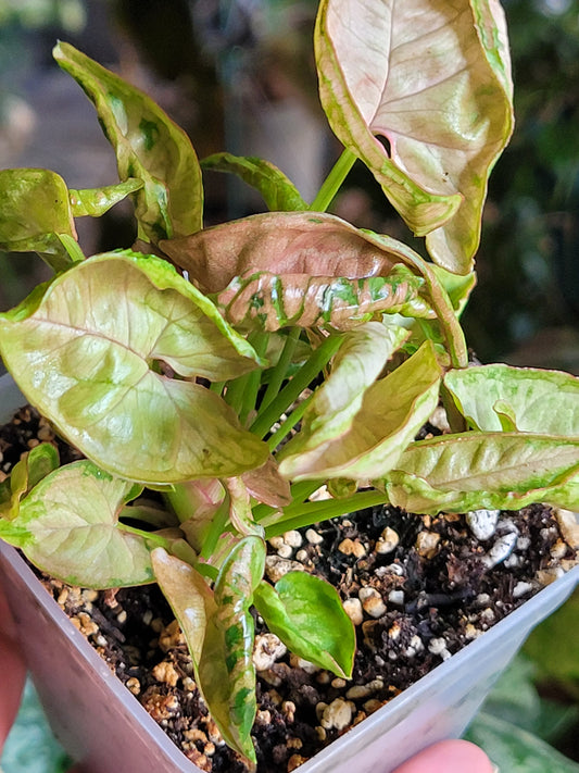 Syngonium ‘Pink Chameleon’