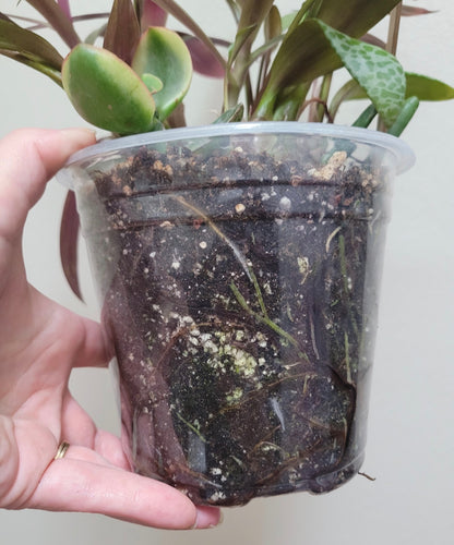 Tradescantia Spathacae ‘Hansoti02’ (aka “Sitara Gold/Amber Waves”)