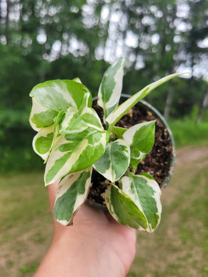 Epipremnum Aureum ‘Pearls and Jade’ Pothos