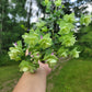 Origanum rotundifolium x scabrum ‘Kent Beauty’ (Ornamental Oregano)