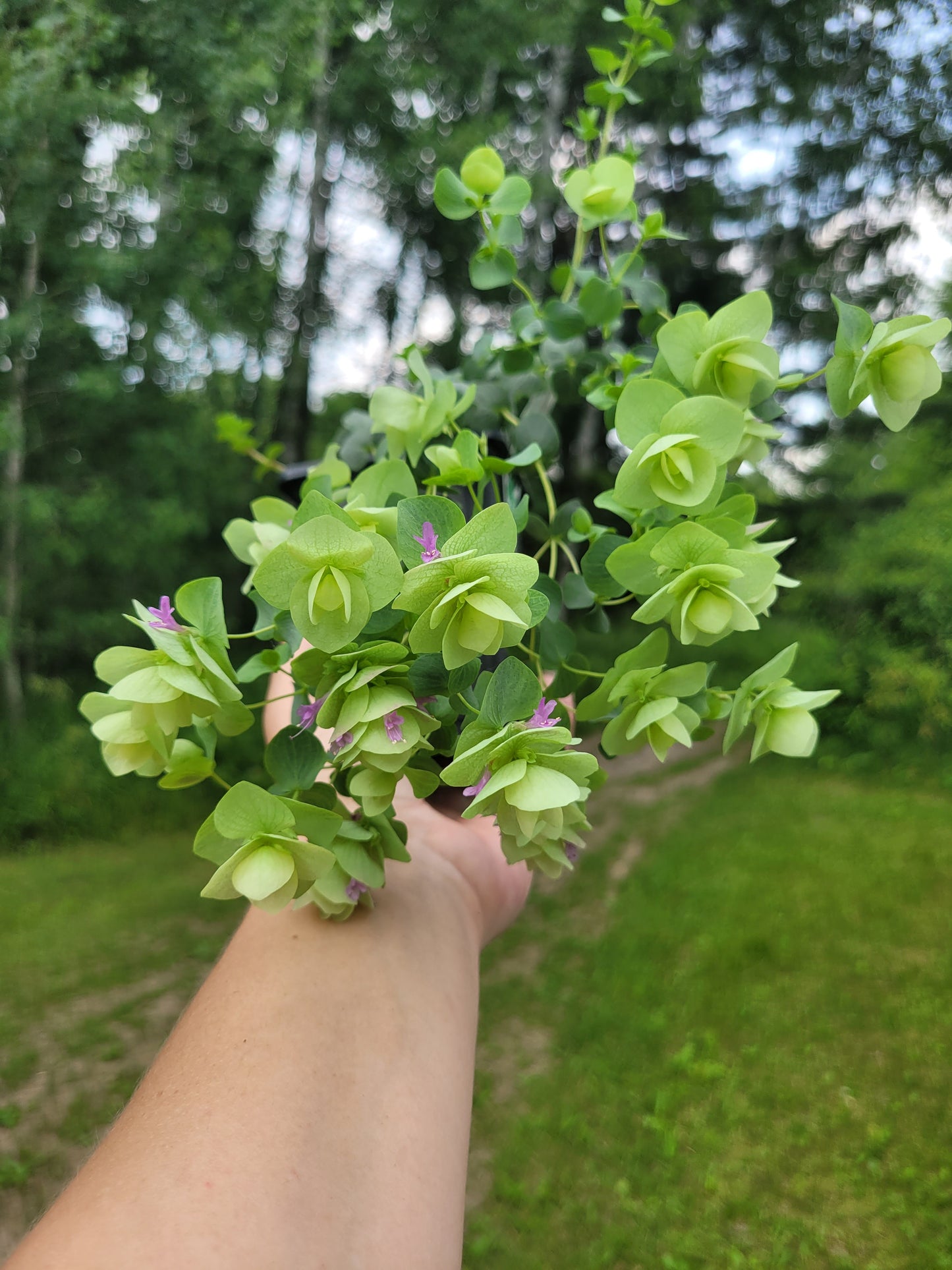 Origanum rotundifolium x scabrum ‘Kent Beauty’ (Ornamental Oregano)