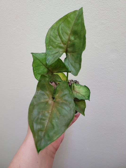 Syngonium ‘Candy Berry’
