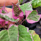 Ipomoea Batatas ‘Tricolor’ (Variegated sweet potato vine)