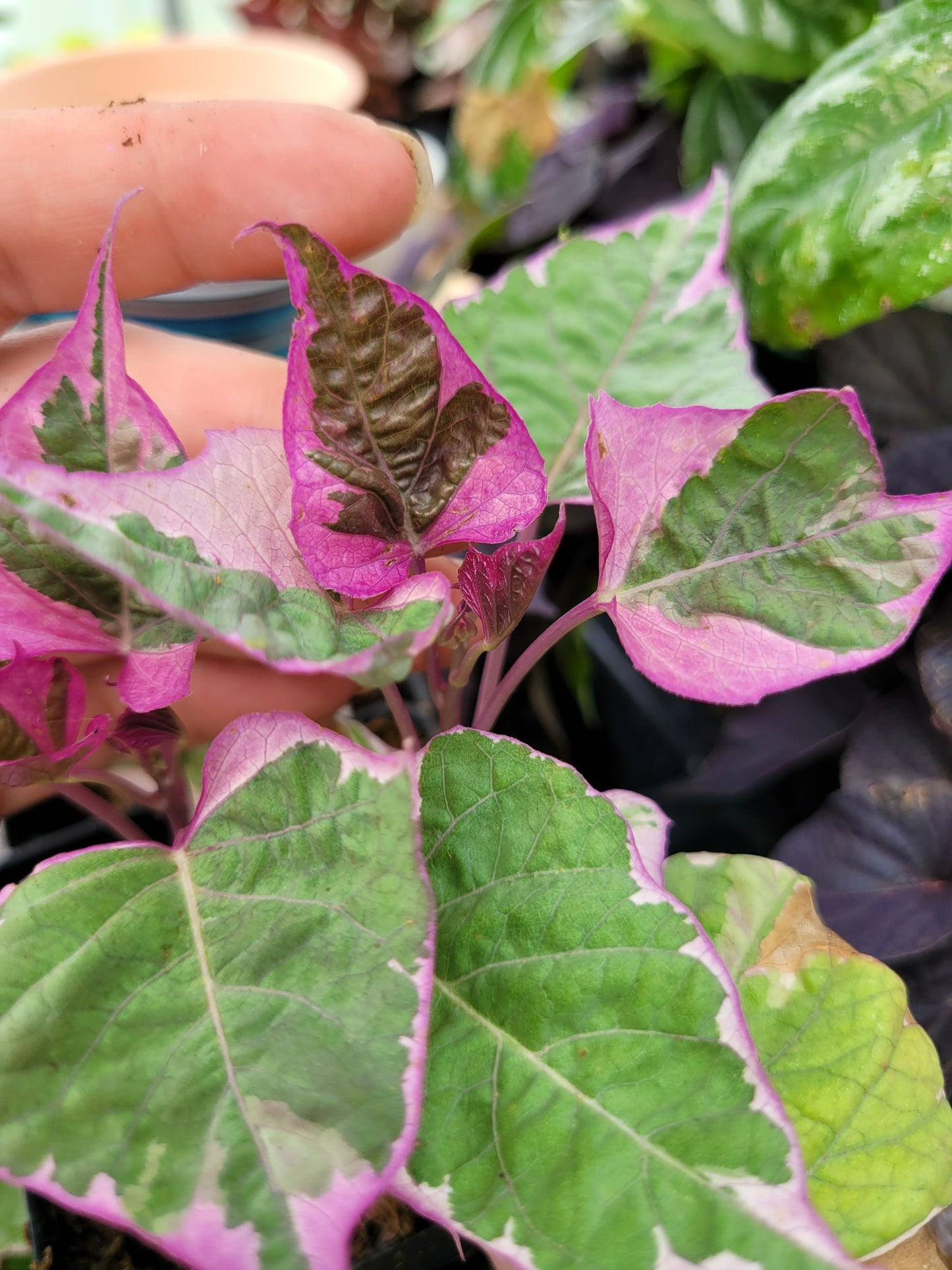 Ipomoea Batatas ‘Tricolor’ (Variegated sweet potato vine)