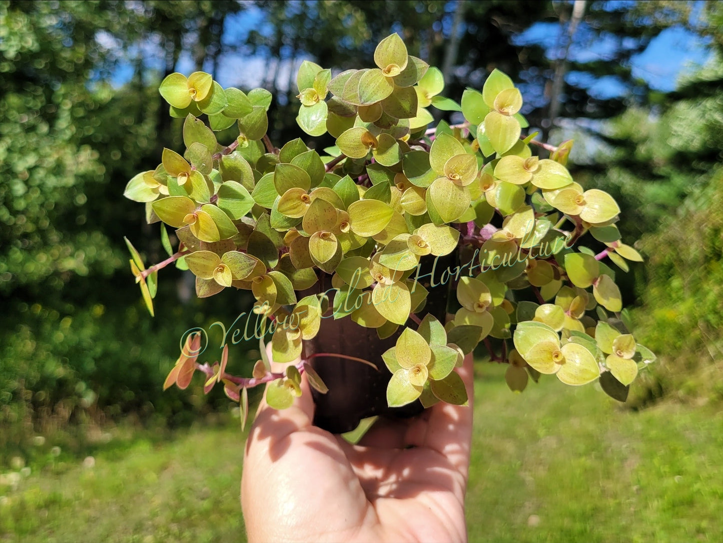 Callisia Repens ‘Gold’