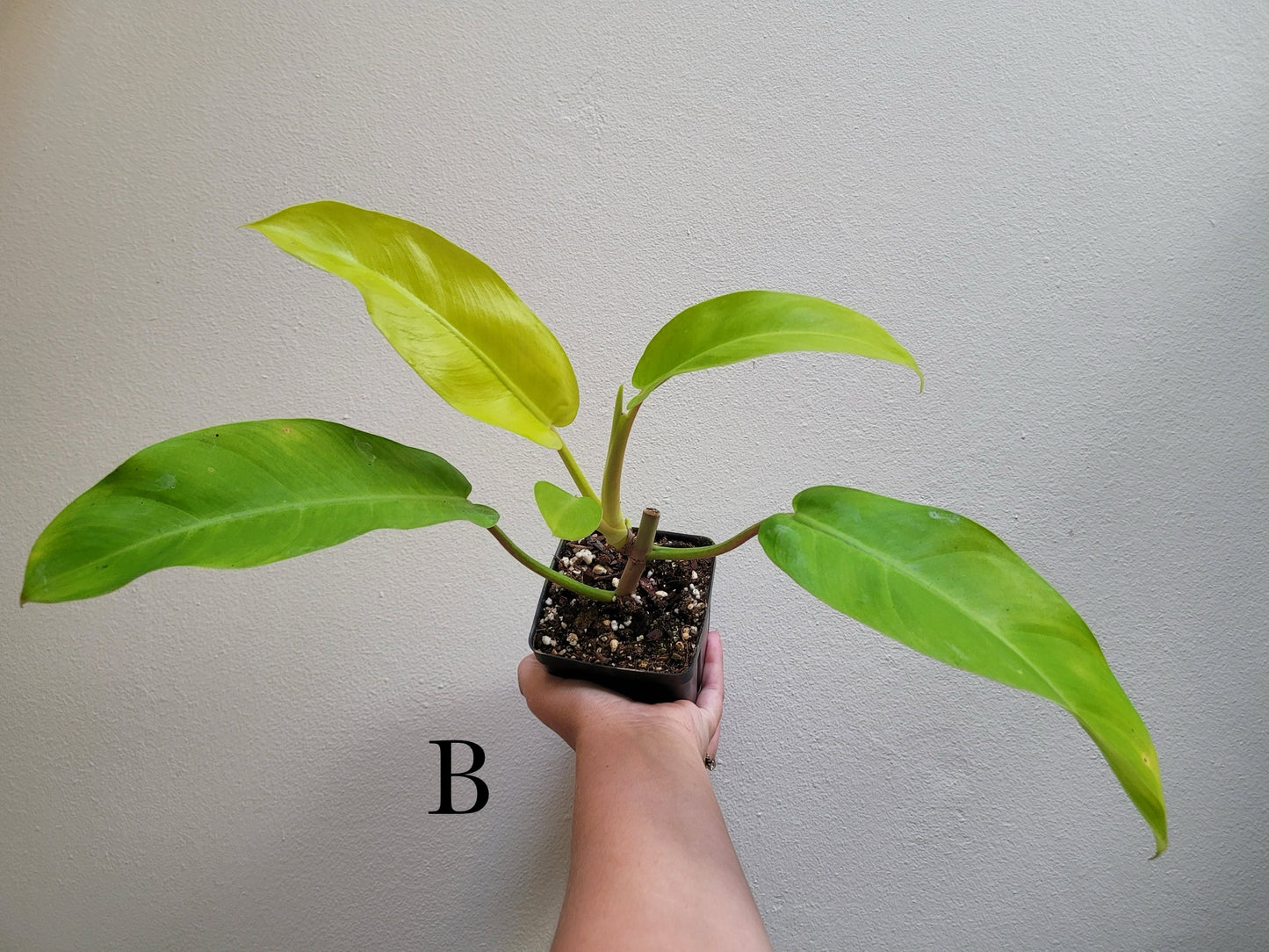 Philodendron X domesticum ‘Lemon Lime’