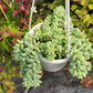 Sedum morganianum (Burro’s Tail)