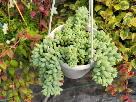 Sedum morganianum (Burro’s Tail)