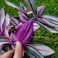 Tradescantia Cerinthoides ‘Pink Furry’