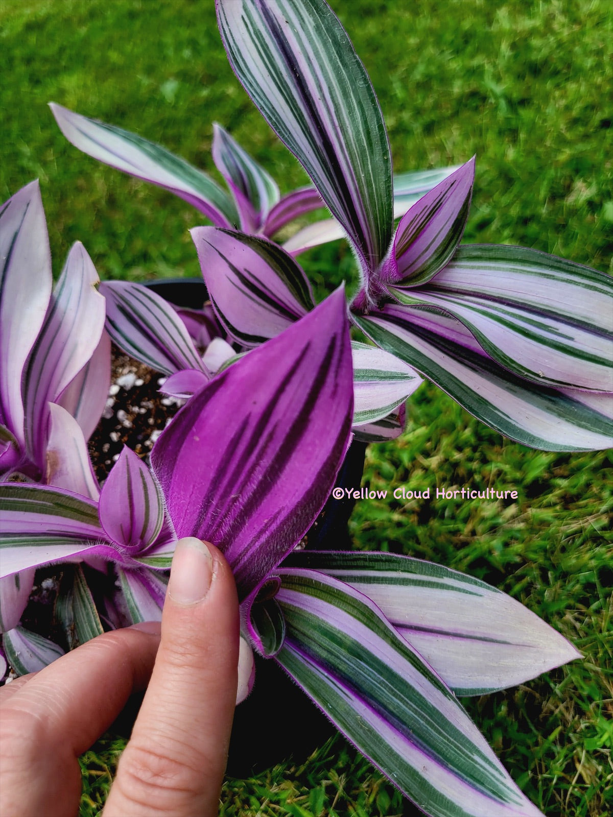 Tradescantia Cerinthoides ‘Pink Furry’