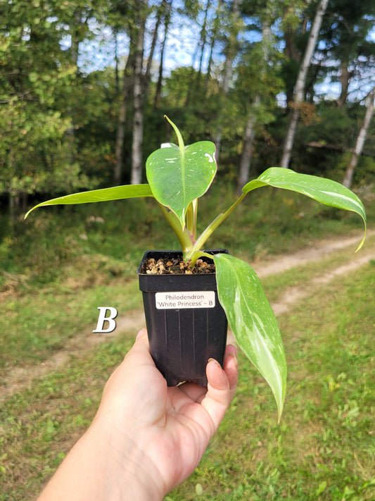 Philodendron ‘White Princess’