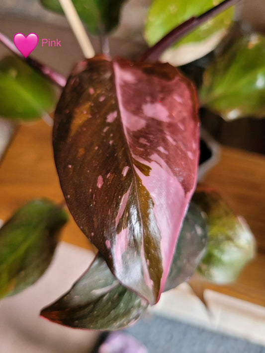 Philodendron ‘Red Anderson’