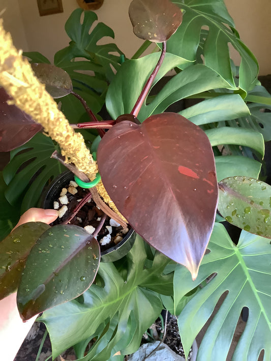 Philodendron Erubescens ‘Orange Princess’ variegated