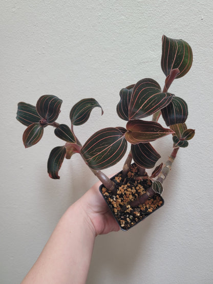 Jewel Orchid ‘Ludisia Discolor’