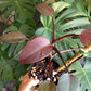 Philodendron Erubescens ‘Orange Princess’ variegated