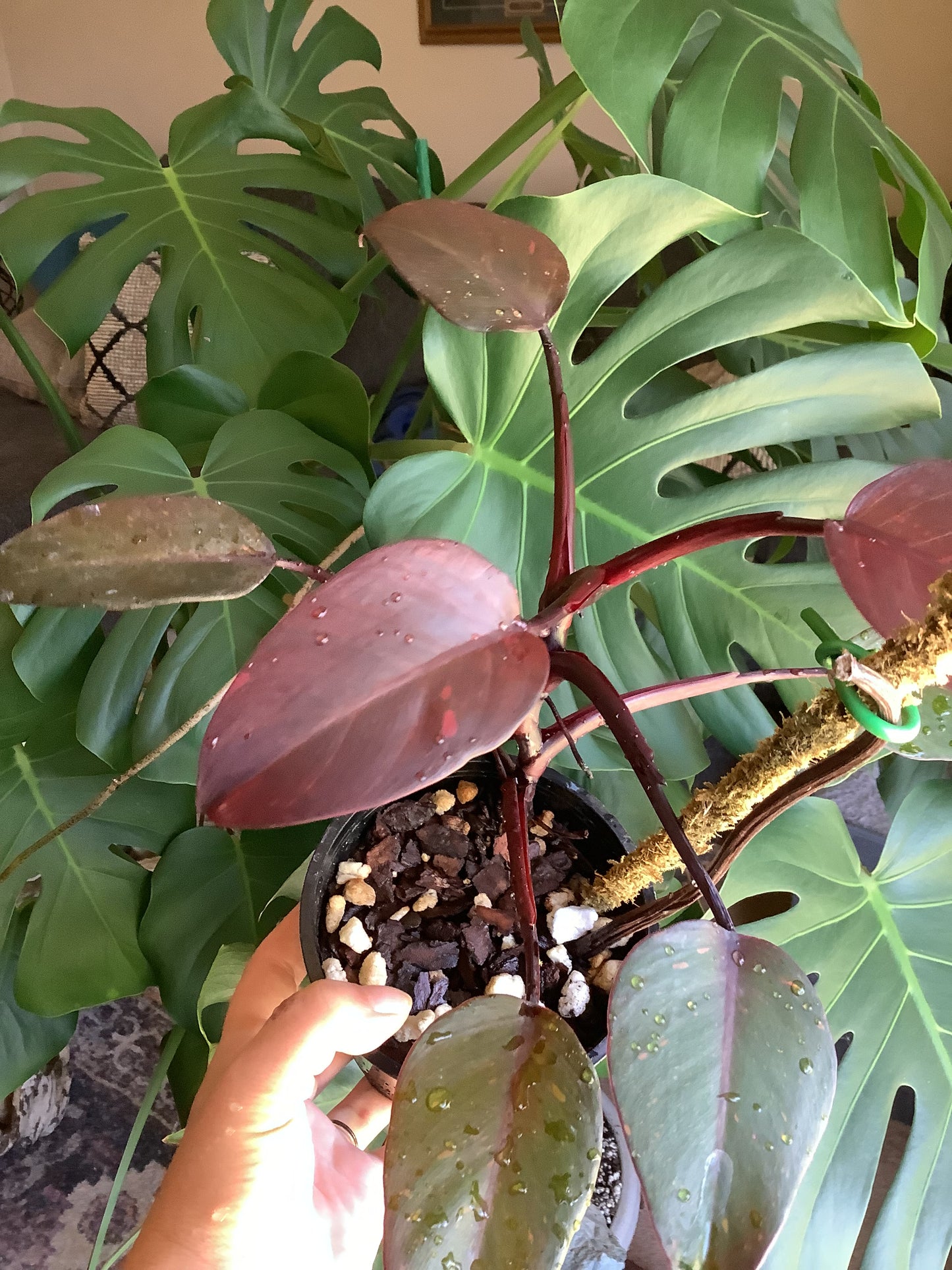 Philodendron Erubescens ‘Orange Princess’ variegated