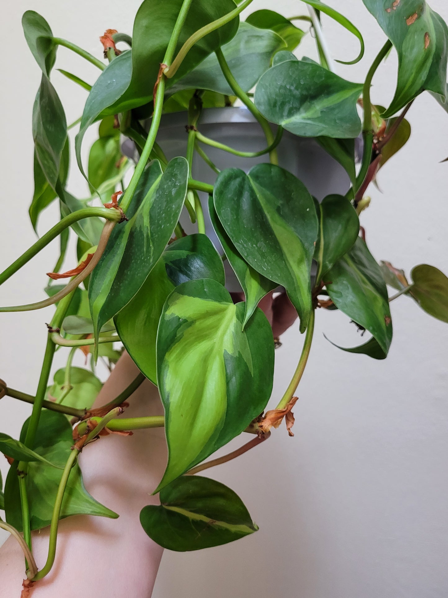 Philodendron Hederaceum “Brasil”