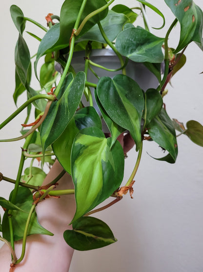 Philodendron Hederaceum “Brasil”