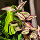 Tradescantia Zebrina ‘Quadricolor’