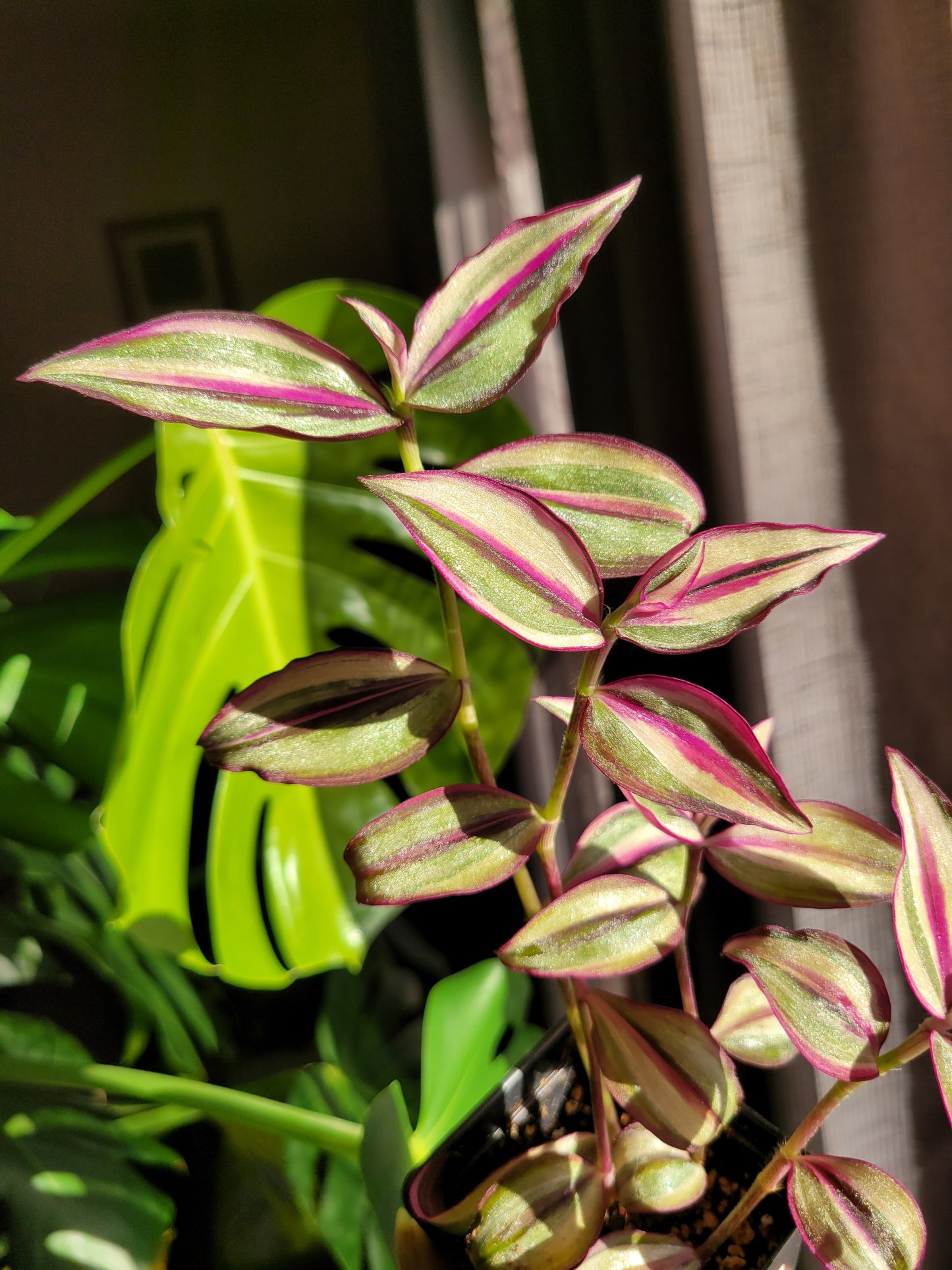 Tradescantia Zebrina ‘Quadricolor’