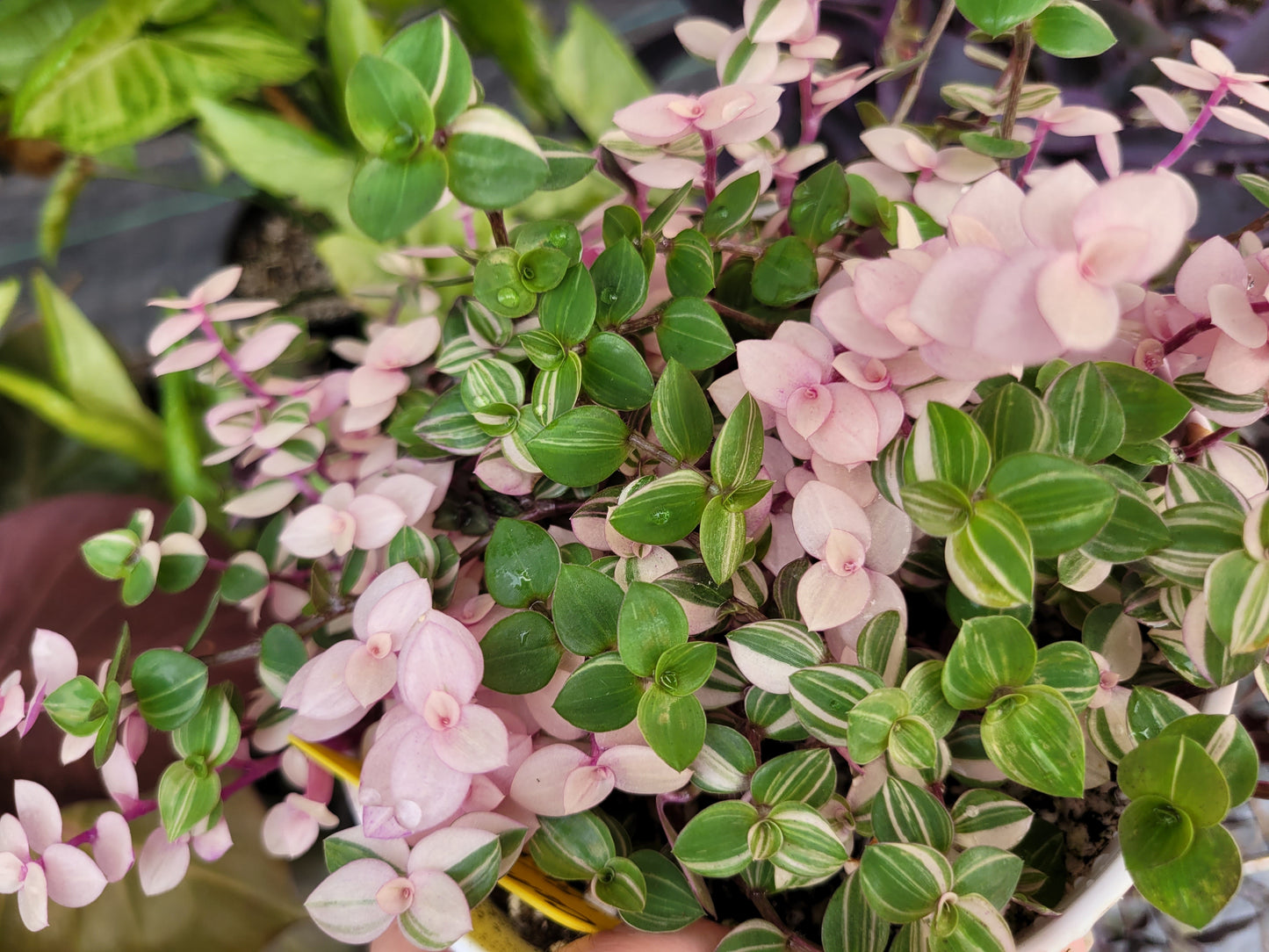 Callisia Repens ‘Bianca’