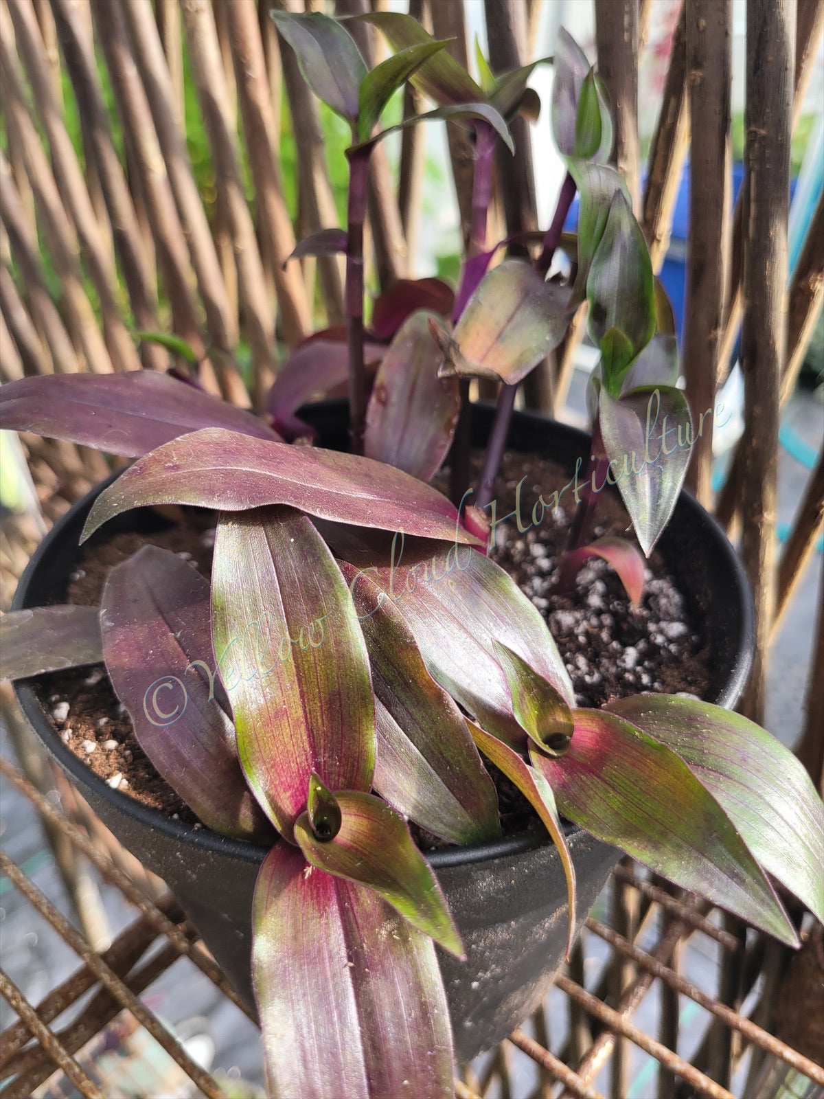 Tripogandra Serrulata ‘Purple Scimitars’