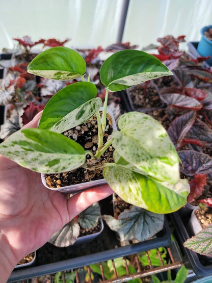 Epipremnum pinnatum ‘Marble’