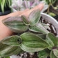 Tradescantia Continental ‘Sweet Tabby’