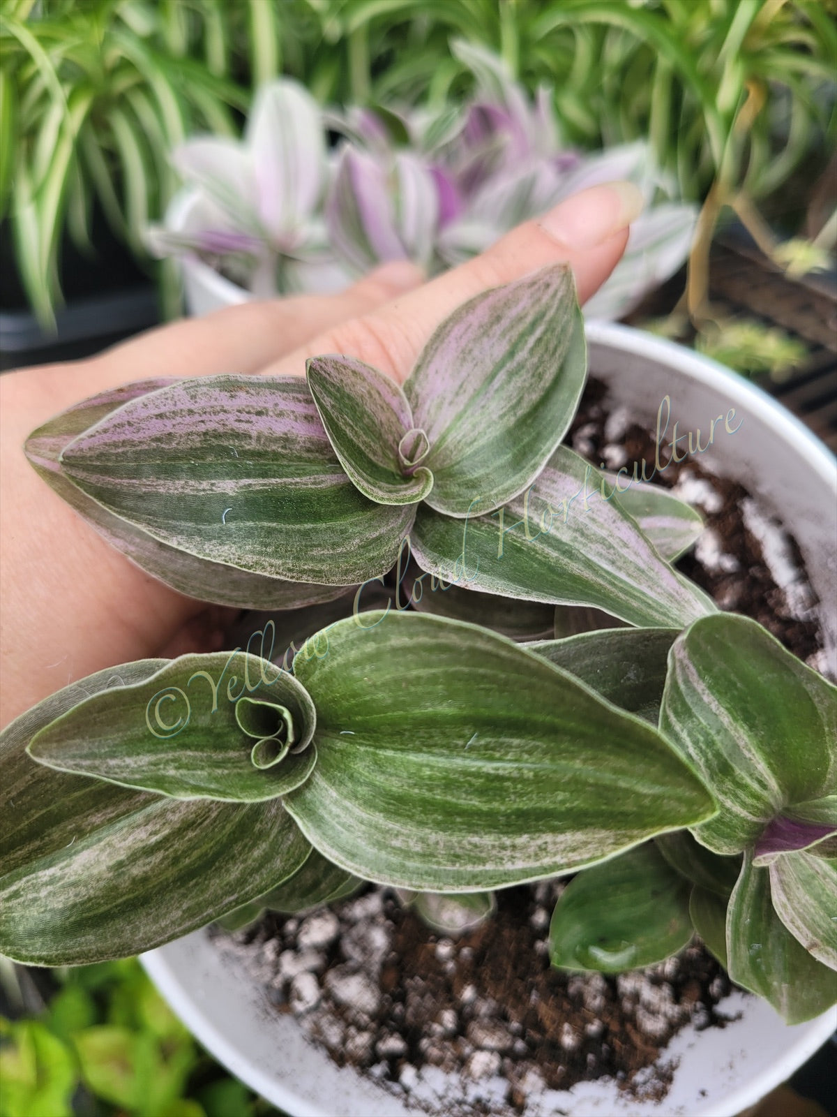 Tradescantia Continental ‘Sweet Tabby’