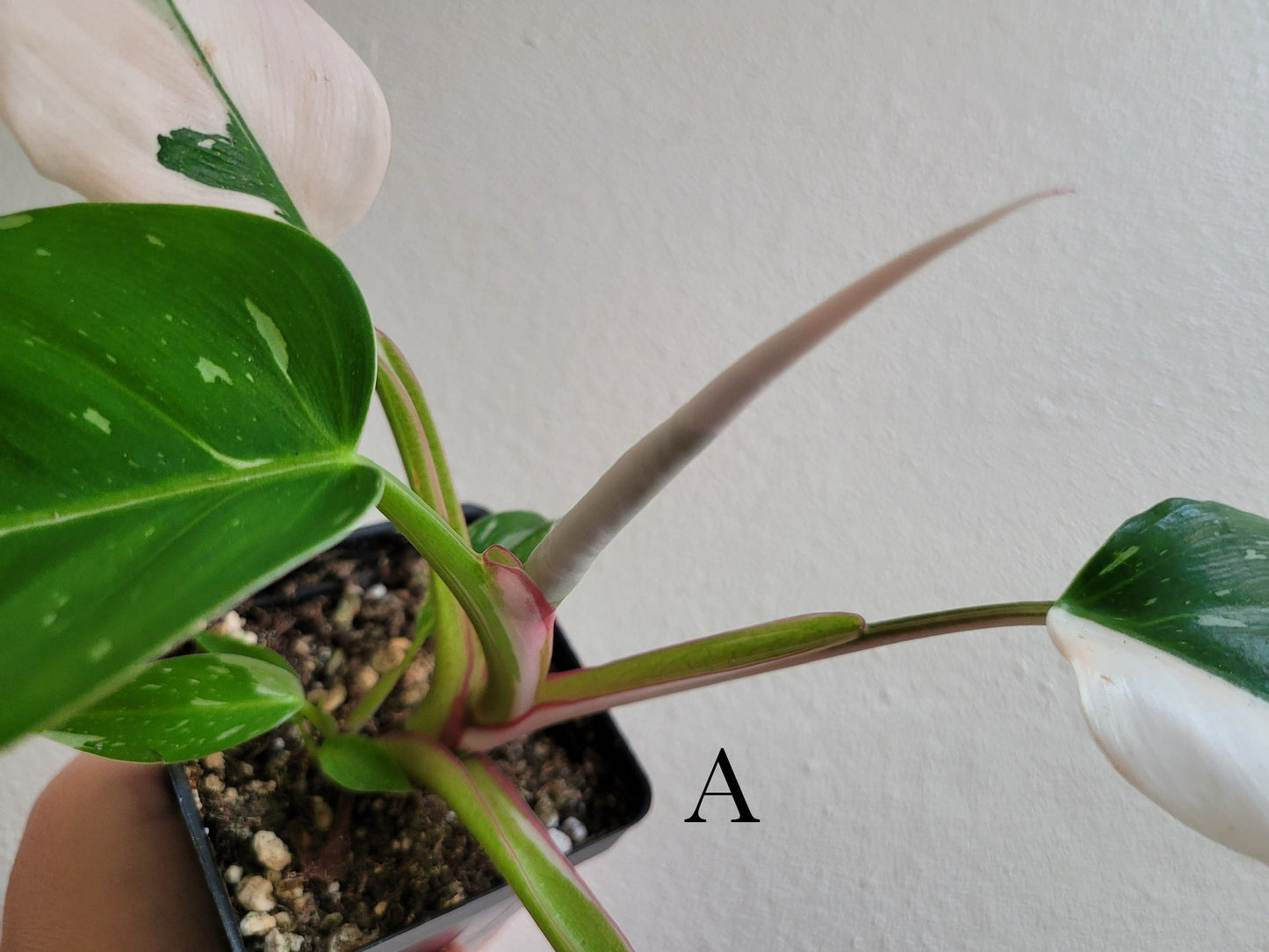 Philodendron ‘White Princess’