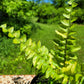 Nephrolepis Exaltata ‘Tiger Fern’