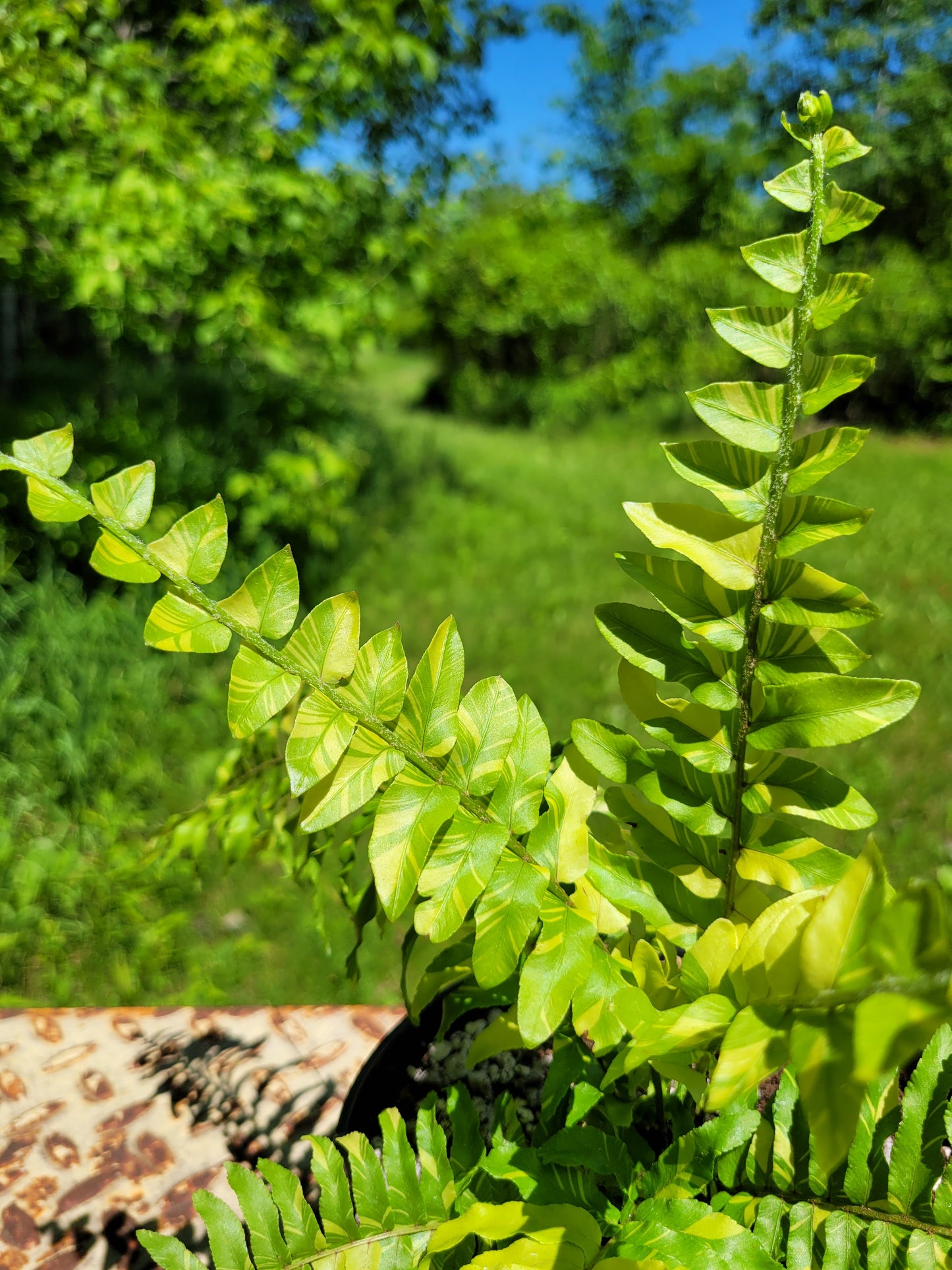 Nephrolepis Exaltata ‘Tiger Fern’