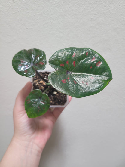 Caladium ‘Thai Red’